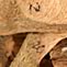 Maple Seed Divination